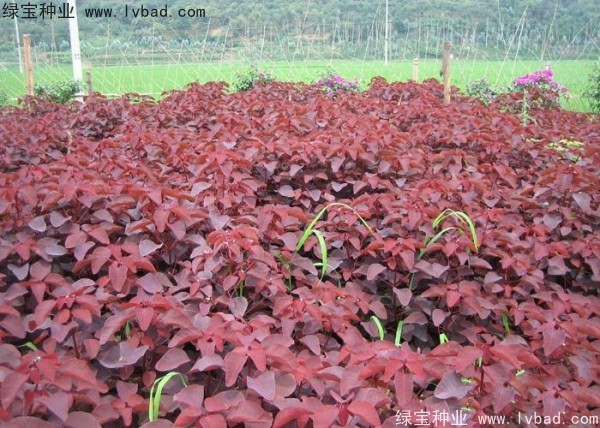 紅櫨<a href='http://m.wuzhouwash.com/' target='_blank'>種子</a>