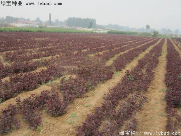 <a href='http://m.wuzhouwash.com/linmuzhongzi/1842.html' target='_blank'>紅櫨</a><a href='http://m.wuzhouwash.com/' target='_blank'>種子</a>