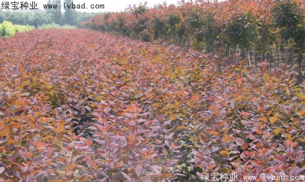 紅櫨<a href='http://m.wuzhouwash.com/' target='_blank'>種子</a>