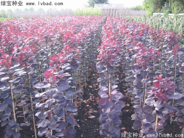 <a href='http://m.wuzhouwash.com/linmuzhongzi/1842.html' target='_blank'>紅櫨種子</a>