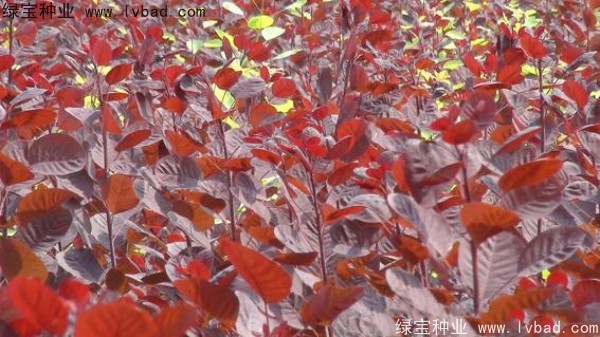 紅櫨種子