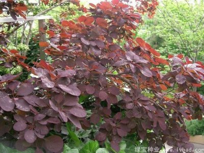 紅櫨種子