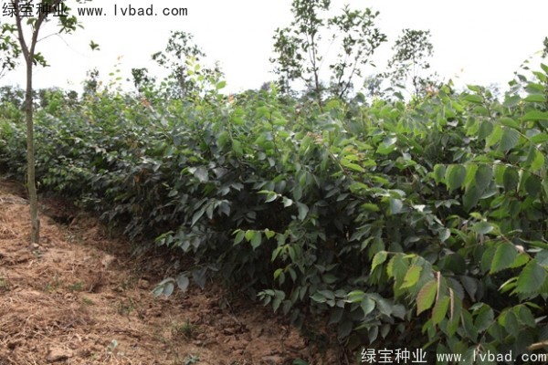 <a href='http://m.wuzhouwash.com/linmuzhongzi/1844.html' target='_blank'>櫸樹(shù)</a><a href='http://m.wuzhouwash.com/' target='_blank'>種子</a>