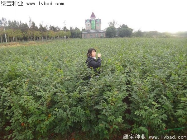 櫸樹(shù)種子