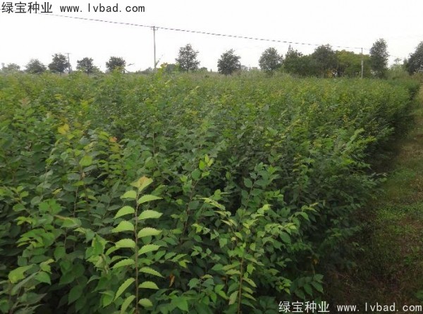 <a href='http://m.wuzhouwash.com/linmuzhongzi/1844.html' target='_blank'>櫸樹(shù)種子</a>