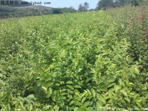 櫸樹(shù)<a href='http://m.wuzhouwash.com/' target='_blank'>種子</a>