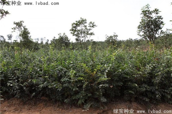 櫸樹(shù)<a href='http://m.wuzhouwash.com/' target='_blank'>種子</a>