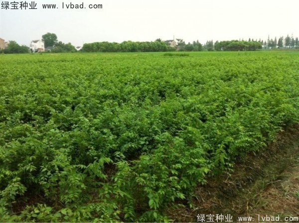 <a href='http://m.wuzhouwash.com/linmuzhongzi/1844.html' target='_blank'>櫸樹(shù)種子</a>