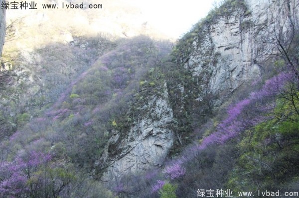 巨<a href='http://m.wuzhouwash.com/linmuzhongzi/1760.html' target='_blank'>紫荊</a><a href='http://m.wuzhouwash.com/' target='_blank'>種子</a>