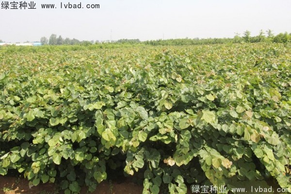 巨<a href='http://m.wuzhouwash.com/linmuzhongzi/1760.html' target='_blank'>紫荊種子</a>