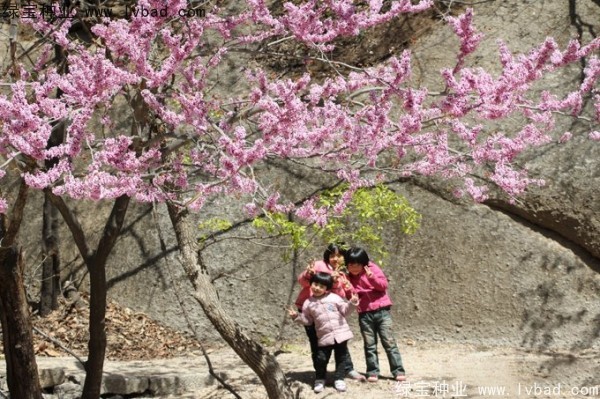 <a href='http://m.wuzhouwash.com/linmuzhongzi/1845.html' target='_blank'>巨紫荊種子</a>