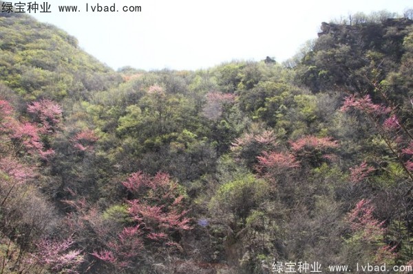 <a href='http://m.wuzhouwash.com/linmuzhongzi/1845.html' target='_blank'>巨紫荊</a><a href='http://m.wuzhouwash.com/' target='_blank'>種子</a>