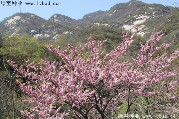 <a href='http://m.wuzhouwash.com/linmuzhongzi/1845.html' target='_blank'>巨紫荊</a>種子