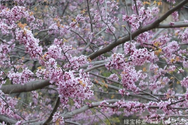 巨<a href='http://m.wuzhouwash.com/linmuzhongzi/1760.html' target='_blank'>紫荊種子</a>