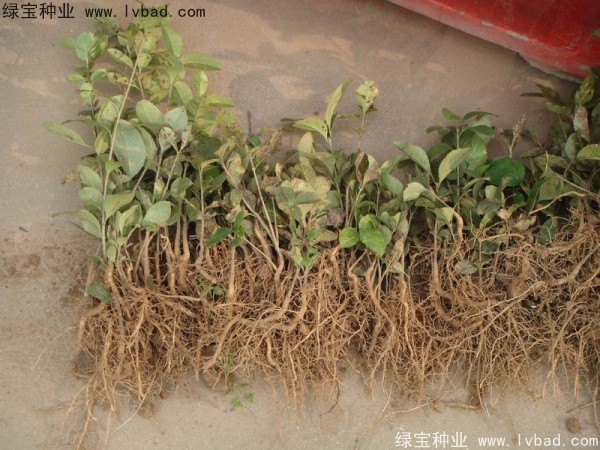 <a href='http://m.wuzhouwash.com/linmuzhongzi/1846.html' target='_blank'>流蘇種子</a>