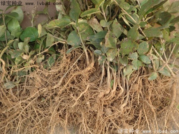 <a href='http://m.wuzhouwash.com/linmuzhongzi/1846.html' target='_blank'>流蘇</a><a href='http://m.wuzhouwash.com/' target='_blank'>種子</a>