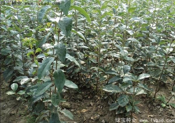 <a href='http://m.wuzhouwash.com/linmuzhongzi/1846.html' target='_blank'>流蘇種子</a>
