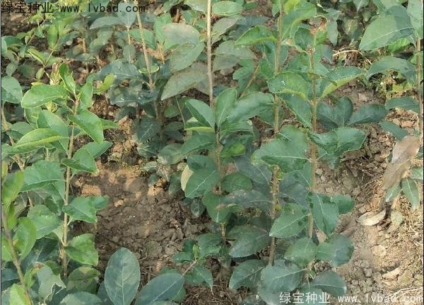 <a href='http://m.wuzhouwash.com/linmuzhongzi/1846.html' target='_blank'>流蘇種子</a>