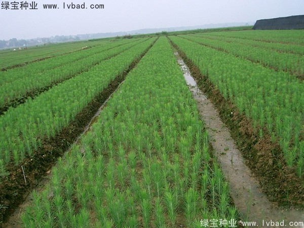 <a href='http://m.wuzhouwash.com/linmuzhongzi/1847.html' target='_blank'>美國松種子</a>