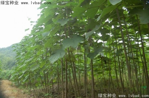 泡桐<a href='http://m.wuzhouwash.com/' target='_blank'>種子</a>