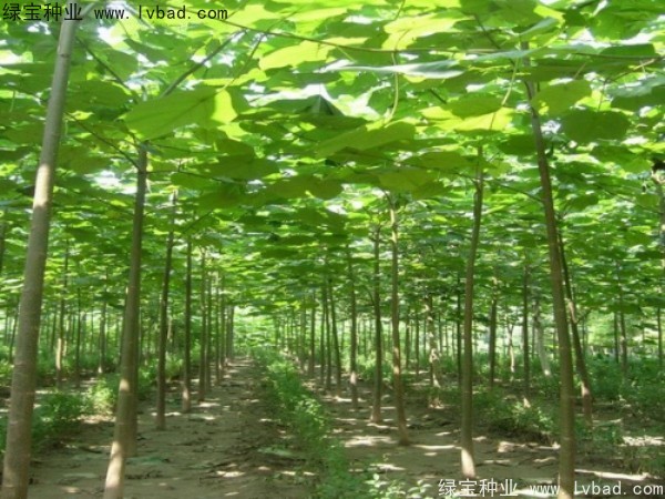 泡桐<a href='http://m.wuzhouwash.com/' target='_blank'>種子</a>