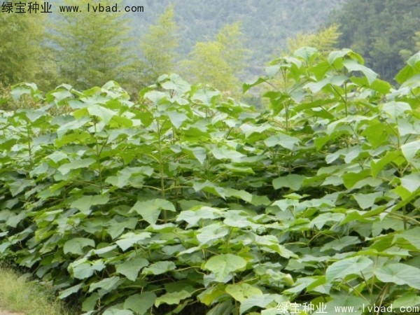 泡桐<a href='http://m.wuzhouwash.com/' target='_blank'>種子</a>