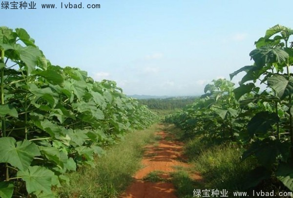 <a href='http://m.wuzhouwash.com/linmuzhongzi/1848.html' target='_blank'>泡桐種子</a>
