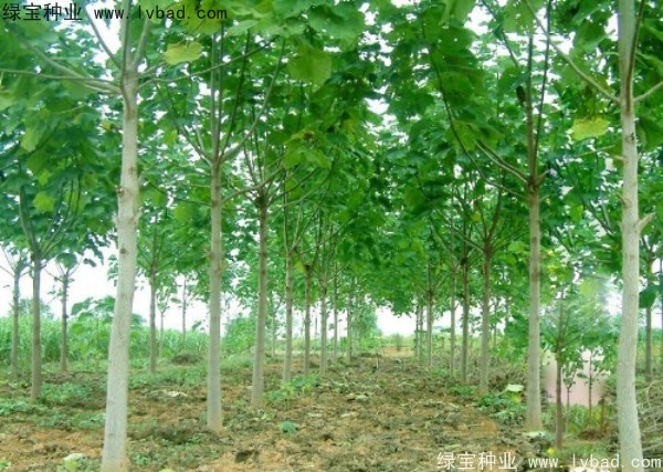 <a href='http://m.wuzhouwash.com/linmuzhongzi/1848.html' target='_blank'>泡桐種子</a>