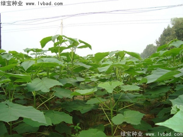 泡桐種子