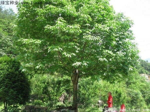 <a href='http://m.wuzhouwash.com/linmuzhongzi/1849.html' target='_blank'>七葉樹種子</a>