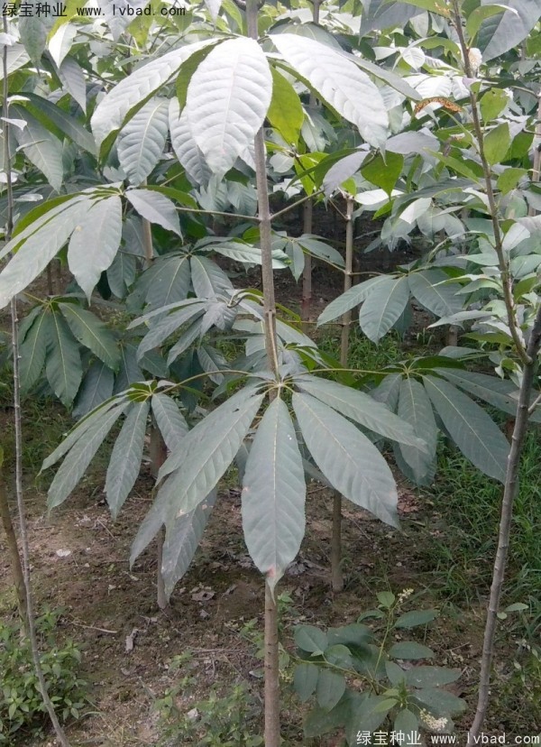 七葉樹種子
