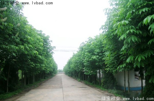 七葉樹種子