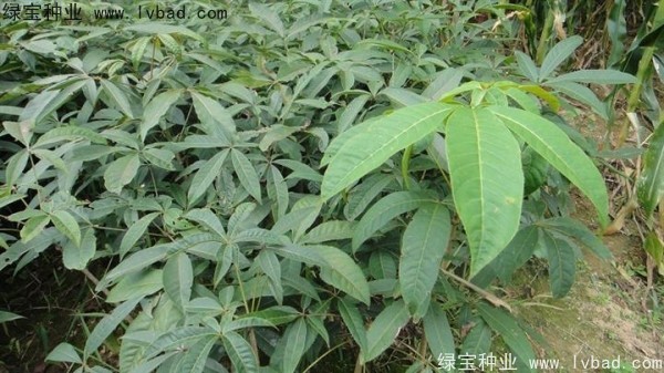 七葉樹種子