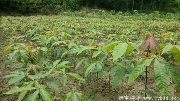 七葉樹<a href='http://m.wuzhouwash.com/' target='_blank'>種子</a>