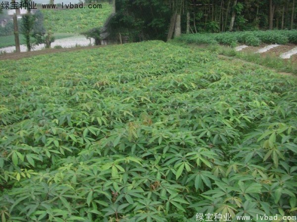<a href='http://m.wuzhouwash.com/linmuzhongzi/1849.html' target='_blank'>七葉樹</a><a href='http://m.wuzhouwash.com/' target='_blank'>種子</a>