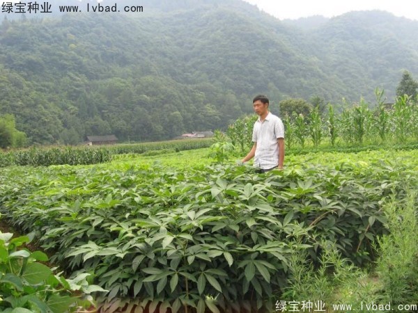 <a href='http://m.wuzhouwash.com/linmuzhongzi/1849.html' target='_blank'>七葉樹種子</a>