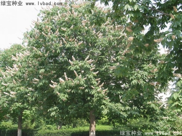 七葉樹種子