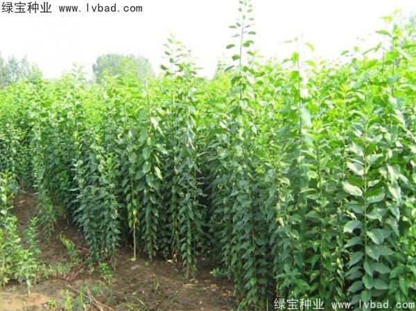 <a href='http://m.wuzhouwash.com/linmuzhongzi/1850.html' target='_blank'>絲棉木種子</a>