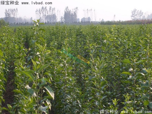 <a href='http://m.wuzhouwash.com/linmuzhongzi/1850.html' target='_blank'>絲棉木種子</a>