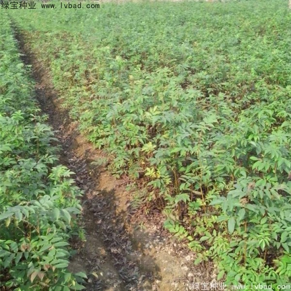 銅錢柳種子