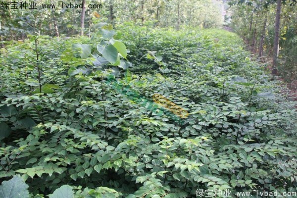 銅錢柳<a href='http://m.wuzhouwash.com/' target='_blank'>種子</a>