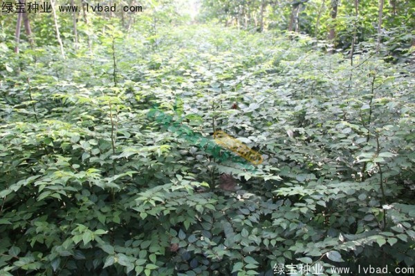 <a href='http://m.wuzhouwash.com/linmuzhongzi/1851.html' target='_blank'>銅錢柳種子</a>
