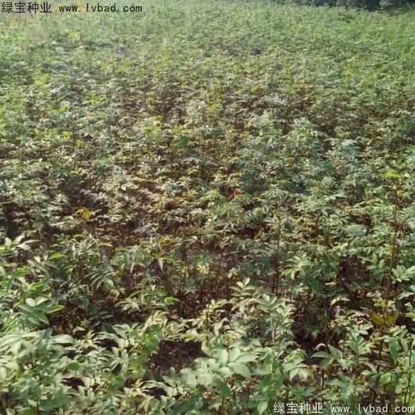 銅錢柳<a href='http://m.wuzhouwash.com/' target='_blank'>種子</a>