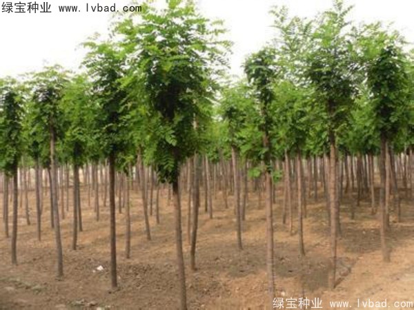 <a href='http://m.wuzhouwash.com/linmuzhongzi/1852.html' target='_blank'>香花槐</a><a href='http://m.wuzhouwash.com/' target='_blank'>種子</a>