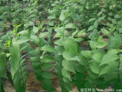 榆樹種子