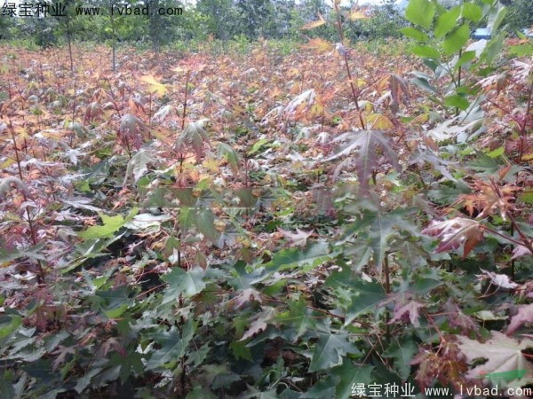<a href='http://m.wuzhouwash.com/linmuzhongzi/1855.html' target='_blank'>元寶楓</a><a href='http://m.wuzhouwash.com/' target='_blank'>種子</a>