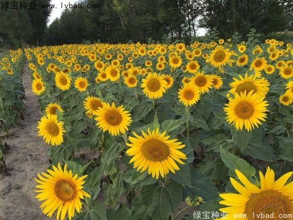 <a href='http://m.wuzhouwash.com/caohuazhongzi/1018.html' target='_blank'>矮向日葵</a>圖片