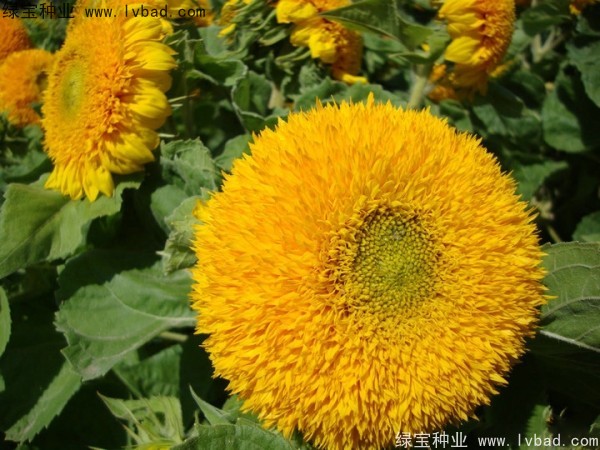 矮向日葵圖片