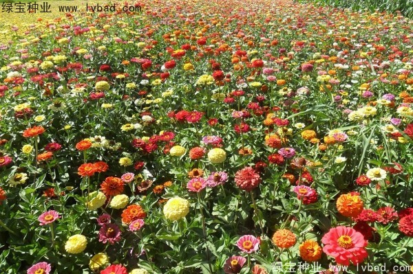 <a href='http://m.wuzhouwash.com/caohuazhongzi/1020.html' target='_blank'>百日草種子</a>