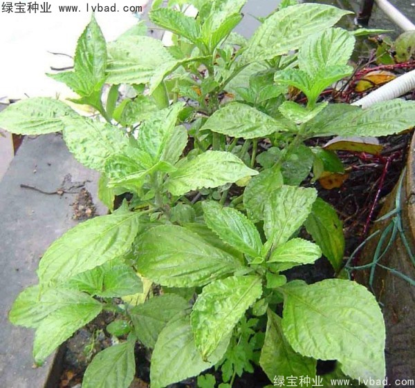 敗醬草